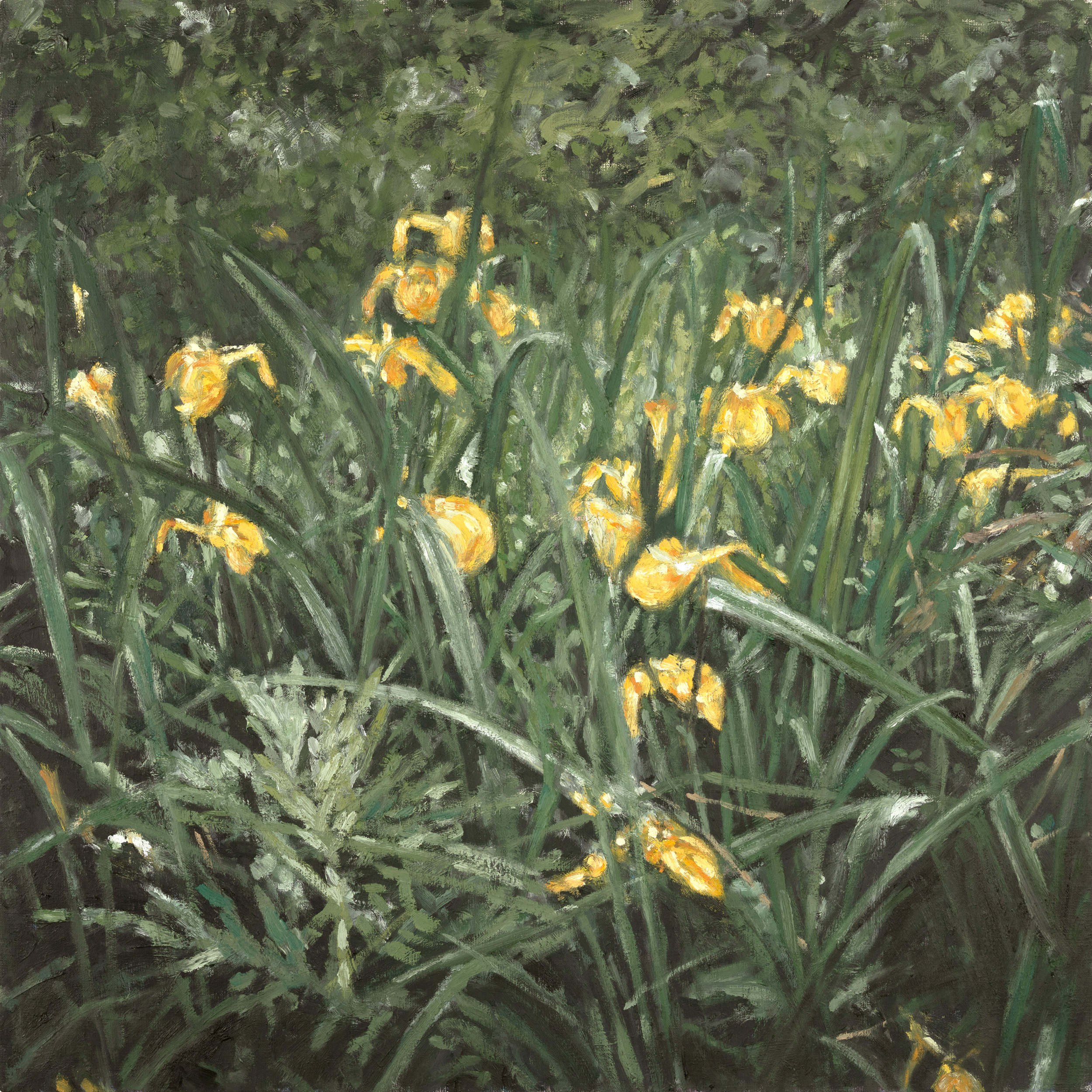 Yellow Iris